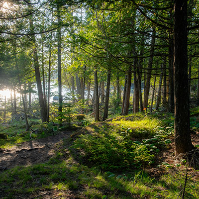 Narnia trail